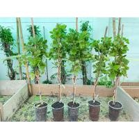 ราคา กิ่งตอนแก้วเจ้าจอม พันธุ์ 6+4(10ใบ)ความสูง60-70เซน (26954725615)