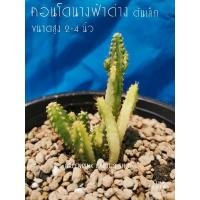 ราคา คอนโดนางฟ้าด่าง​ 1​ ต้น​ ต้นเล็ก​ 2-4นิ้ว Cactus​ แคคตัส กระบองเพชร​ ไม้อวบน้ำ คอนโดนางฟ้า​ ประสาทนางฟ้า​ ไม้ลำ (16126592660)