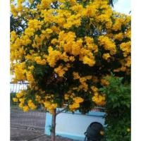 ราคา ต้นทองอุไร สีเหลืองถถง 3x7 นิ้ว(จำนวน 10 ต้น) Tecoma stans #ทองอุไร (18739130595)