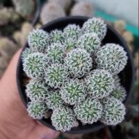 ราคา เฟเรียหนามเงิน ลูกไม้เพาะเมล็ด (3628947525)