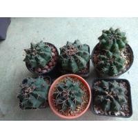 ราคา อัพเดต21/4/21กระบองเพรช เเคคตัส /ยิมโน ราคาเบาๆ cactus (6869882304)