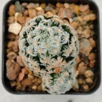 ราคา Cake Cactus Farm กระบองเพชร Mammillaria duwei 'innermis' แมมดูไว ไร้หนาม (2214558652)
