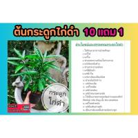 ราคา ต้นกระดูกไก่ดำ​ .ปีกไก่ดำ​ ขาไก่ดำ สมุนไพร ป้องกัน ลดอักเสบ​ลดปวด ยา รักษา บำรุง ไขข้อ ดิน ปุย เม็ด กระถาง ต้นไม้ ช้ำใน (24084250449)