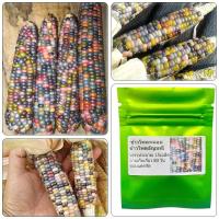 ราคา เมล็ดพันธุ์ ข้าวโพดอัญมณี บรรจุ 15 เมล็ด ของแท้จ้า (28924618246)