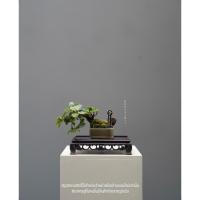 ราคา บอนไซช้อนเงินช้อนทอง (44020348371)