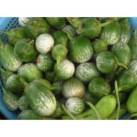 ราคา เมล็ดพันธุ์ มะเขือเปราะ ลายคางกบ มะเขือลายคางกบ 1100 เมล็ด [10 แถม 1 คละได้] (24452984204)