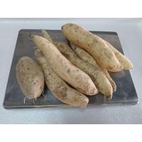 ราคา มันขาวผักกาด มันผักกาด 500 กรัม และ 1กิโลกรัม หวาน อร่อย (47050822771)