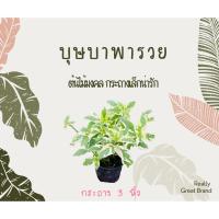 ราคา ต้นบุษบาพารวย ไม้มงคลกระถาง 3 นิ้ว ไม้ด่างฟอกอากาศ (10460910436)