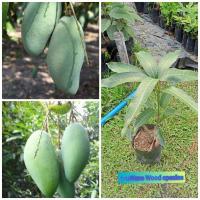 ราคา ต้นมะม่วงเขียวใหญ่ลูกดกมาก (8827772454)