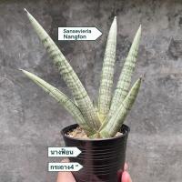 ราคา Sansevieria Nangfon ต้นลิ้นมังกร นางฟ้อน (44022399845)