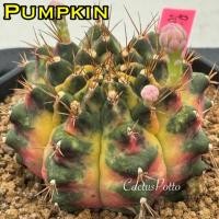 ราคา ❤️❤️มีส่งด่วน❤️❤️ยิมโน โคลน ฟักทอง (Pumpkin)/Cactus /Gymno/Gymnocalycium/แคคตัส/ยิมโนด่าง/ไม้ชำหน่อ​ (43615165806)