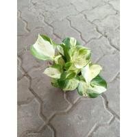ราคา พลูแอปเปิ้ล (Manjula pothos, Epipremnum Manjula) (11691300479)