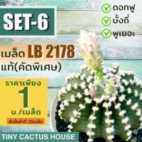 ราคา เมล็ด LB2178 แท้ คัดพิเศษ ชุดล่ะ 25 เมล็ด (Gymnocalycium friedrichii LB2178) (21795075571)