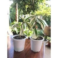 ราคา ไม้ด่าง เอื้องหมายนาด่าง (11835069639)