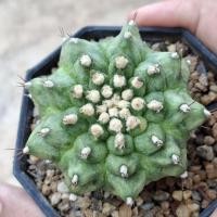 ราคา เอกลักษณ์ ลูกT-REX แม่พันธุ์ ฟอร์มสวย มีต้นเดียว (23866472565)