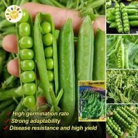 ราคา เมล็ดพันธุ์ ถั่วหวาน ถั่วลันเตาหวาน (Sugar Daddy Snap Pea Seed) บรรจุ 40 เมล็ด Sweet Pea Seeds Organic Vegetable Seeds (27232680382)