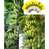 ราคา หน่อกล้วยน้ำว้าพันธุ์มะลิอ่องแท้ ราคา 35 บาท/หน่อ ขุดสดทุกหน่อ มีราก (27916085106)