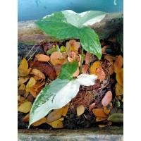 ราคา ต้นเงินไหลมาด่างขาวว (12949942516)