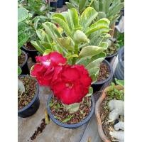 ราคา ชวนชมใบด่างดอกซ้อนสีแดง *ด่างหัสดี*ขนาดกระถาง6นิ้ว (ถอนจัดส่ง) (7252785980)