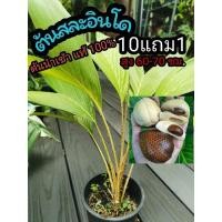 ราคา ต้นกล้าสละอินโดแท้สายน้ำผึ้ง เพศเมีย สูง 60-70 ซม. นำเข้า ผลไม้ สละ ต้นไม้ ผักสวนครัว ต้นพันธุ์ กล้าไม้ สวน ดิน ปุ๋ย (12197155623)