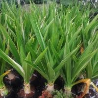 ราคา ต้นพลับพลึงใบด่างขาว,ต้นใหญ่ (42222320063)