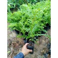 ราคา ต้นล่ำซำ(ล่ำซำ)15-20เซนติเมตร (28755848949)