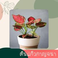 ราคา ต้นแก้วกาญจนา...พร้อมกระถางดำ ขนาด 6 นิ้ว (10212823103)