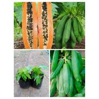 ราคา ต้นมะละกอแก้วกลางดง 2 ต้น 129 บาท (26875950831)