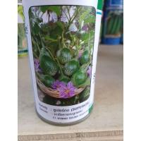 ราคา เมล็ดมะเขือคางกบลูกผสม เมล็ดมะเขือคางกบ เมล็ดมะเขือเปราะ มะเขือลาย ซูเปอร์กบ 20 กรัม (14813494204)