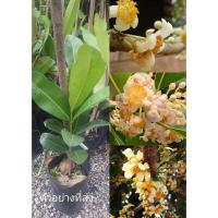 ราคา (รับ1ต้น)(ต้นกิ่งปักชำถุง) #ต้นสารภี กลิ่นดอกหอมพันธุ์ไม้ (17383287039)