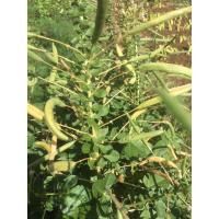 ราคา ผักเสี้ยนบ้าน เมล็ดพันธ์ผักเสี้ยนบ้าน สำหรับทำส้มผักเสี้ยนแบบดั้งเดิม (25740031889)