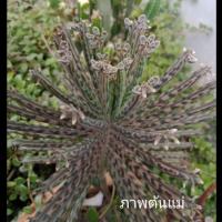 ราคา ไม้อวบน้ำ "เศรษฐีพันล้าน" 6 ต้น 55 บาท (7750309341)