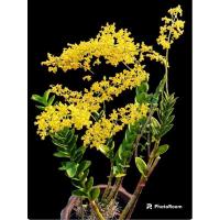 ราคา กล้วยไม้หวายทองพันชั่งหวานโบราณหายากมากแพงแต่คุ้มดอกสีเหลือง (28354189713)