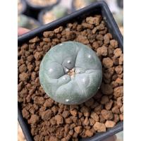 ราคา Lophophora fricii yatagai x ooibo ไม้เมล็ด (21044692600)