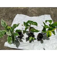 ราคา ต้นสามกษัตริย์ มีต้นนาค,เงิน,ทอง ไม้มงคลเสริมโชคลาภ 1ชุดมี3ต้น (9791541429)