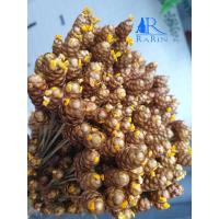 ราคา Rarin ดอกกระถินทุ่ง (สีธรรมชาติ & สีทอง) ใช้ตกแต่งแจกัน แต่งร้าน พร๊อพถ่ายรูป แต่งโต๊ะอาหาร งาน DIY (15125237213)