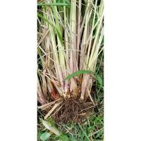 ราคา ตะไคร้หอม ตะไคร้ไล่ยุง ต้นพันธุ์ตะไคร้ไล่ยุง ทำสเปรย์หอมไล่ยุง (22870690288)