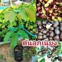 ราคา ลูกเนียง เนียง ต้นเนียงใต้ ขนาด 25-30 ซม กล้าเนียงใต้ ต้นเนียง เพาะเมล็ดแท้ๆจากสวน (12938301710)