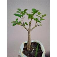 ราคา ต้นแคนา โครงสร้างบอนไซ (13339962519)