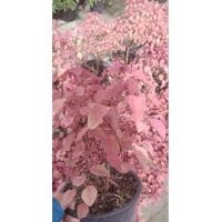 ราคา ต้นโพธิ์แดง ไม้ใบ ไม้แดด ไม้ใบสวย (19792453769)