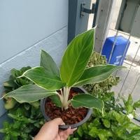 ราคา ต้นหยกกาญจนา อโกลนีมา ใบเขียวขอบขาว ลำต้นขาว ต้นไม้มงคล ต้นไม้ประดับ (9385168777)