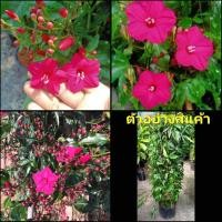 ราคา (ขาย ต้นพันธุ์) ดอก ต้น แดงทอดยอด หรือ แดงเศรษฐี ต้นแดงทอดยอด ต้นแดงเศรษฐี / ภูษณิศา / fadel (10175752468)