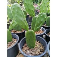 ราคา ต้นกระบองเพชรเสมา หูกระต่าย โอพันเทีย Opuntia cochenillifera เลี้ยงง่าย ทนอึด ขนาดกระถาง 6นิ้ว (11763934817)