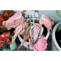 ราคา บอนสี ฮกหลง กัดสีแล้ว (15003501148)