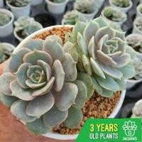 ราคา Echeveria Lola Dual Heads กุหลาบหินนำเข้า ไม้อวบน้ำ. Imported Live Succulents plant (5420268289)