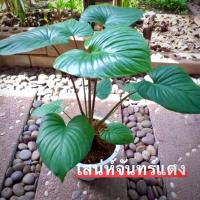 ราคา ต้นเสน่ห์จันทร์แดง☘️ต้นไม้เสริมมงคล☘️ต้นไม้ฟอกอากาศ☘️ขายเป็นต้น...ไม่รวมกระถาง (9984795976)