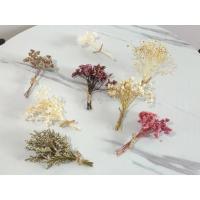 ราคา ดอกไม้แห้ง ดอกไม้จิ๋ว 8 cm. ช่อเล็ก ดอกไม้จริง ดอกไม้แห้งเล็กๆ เก็บได้นาน (41751006506)