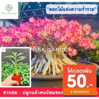 ราคา ต้นชวนชม ราชินีพันดอก ราคาถูก ส่งพร้อมกระถาง 2 นิ้ว ไม้มงคล ปลูกแล้วคนนิยมชมชอบ มีเสน่ห์ดึงดูด (10500765283)