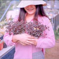 ราคา oxalis burgundy กระถาง 4 นิ้ว ต้นไม้หายาก (29857466811)