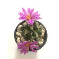 ราคา แคคตัส แมมชูแมนนิอาย Mammillaria schumannii ให้ดอกแล้ว (16337227443)